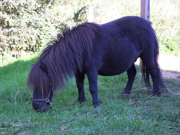 Shetlænder Trunte   #SOLGT# - Trunte på tur uden for fold. Hun går frit rundt omkring. billede 15