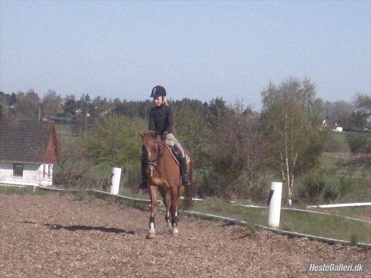 Anden særlig race Moon-Star - Dressur den 11. gang jeg red ham :) billede 13