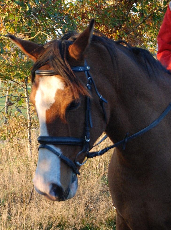 Anden særlig race Zar Indian. *Har redet* - Den Smukke i Skridt :D Foto: A-K billede 14