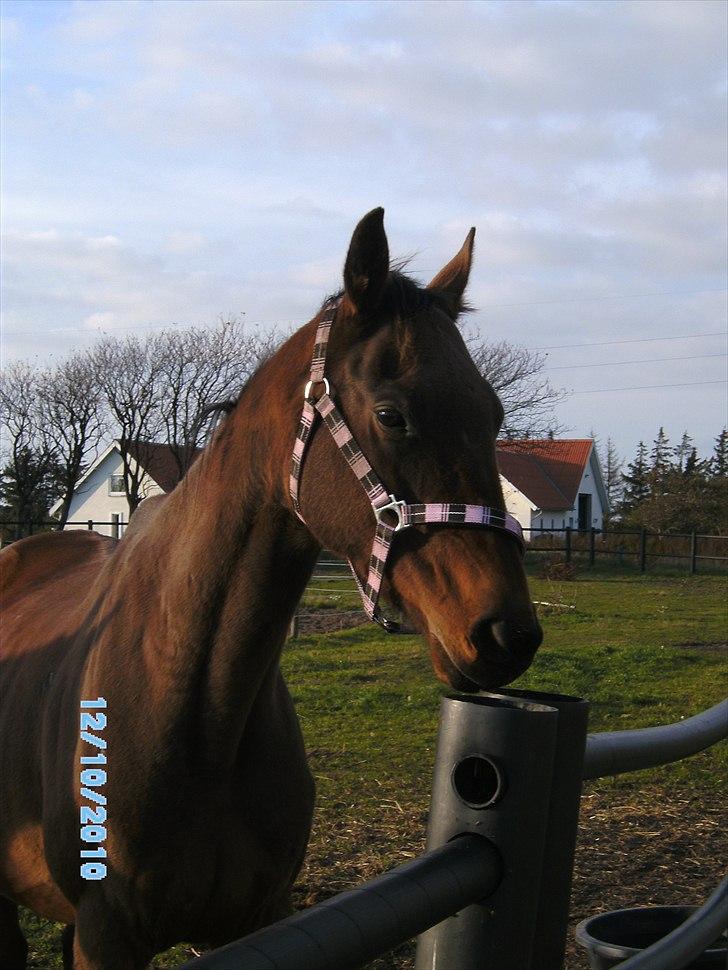 Fuldblod (XX) Zoomer † R.I.P † billede 1