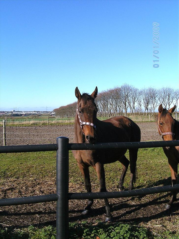 Fuldblod (XX) Zoomer † R.I.P † billede 2