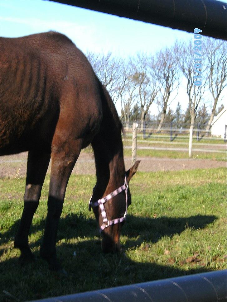 Fuldblod (XX) Zoomer † R.I.P † billede 3