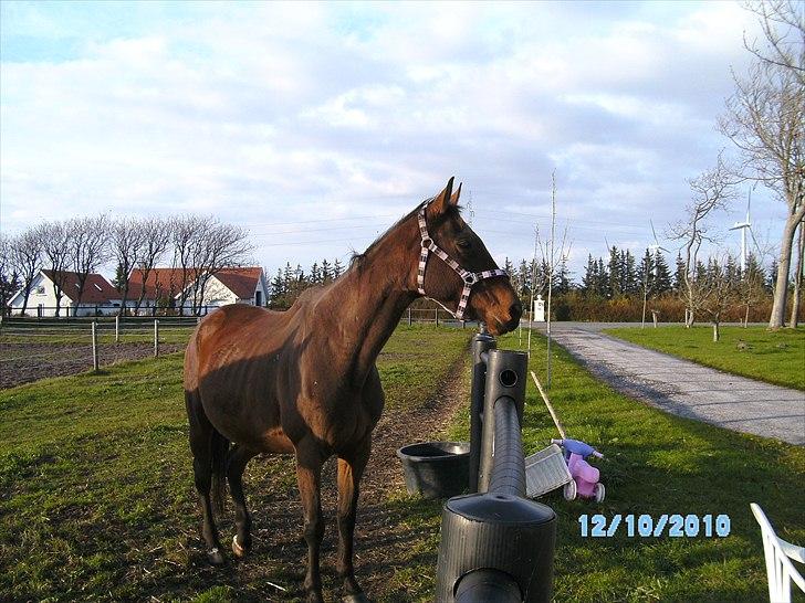 Fuldblod (XX) Zoomer † R.I.P † billede 4