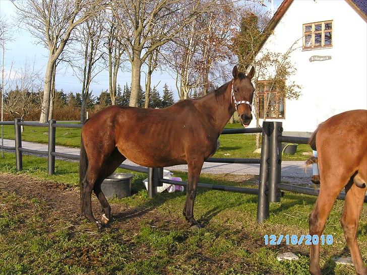 Fuldblod (XX) Zoomer † R.I.P † billede 5