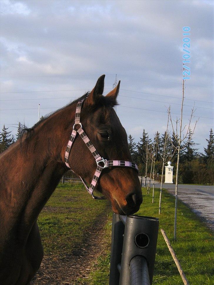 Fuldblod (XX) Zoomer † R.I.P † billede 6