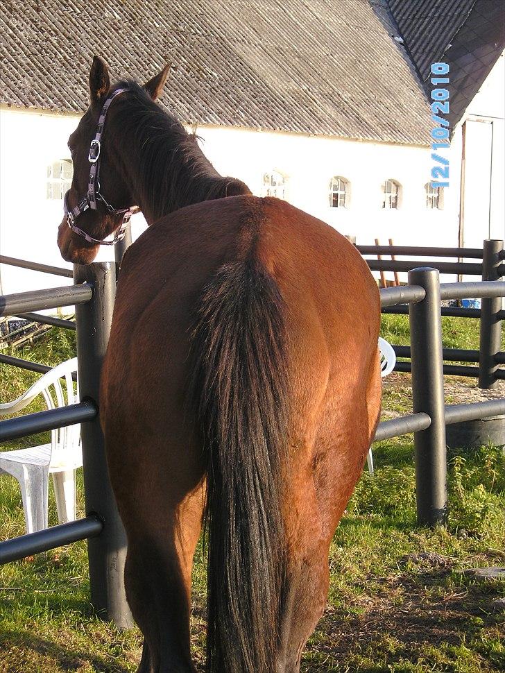 Fuldblod (XX) Zoomer † R.I.P † - Når enden er "god", er alting godt :P billede 7