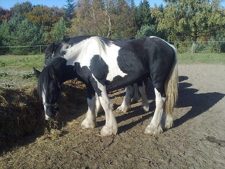 Tinker Mckale *SOLGT* - Smukke nuserdreng en skøn sensommer dag, er blevet så stor. billede 7