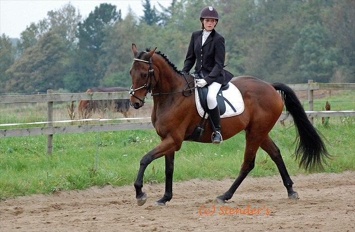 Dansk Varmblod Fiocio  - Lc2, red til 67 %  billede 13