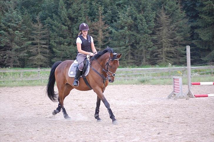 Dansk Varmblod Fiocio  billede 14