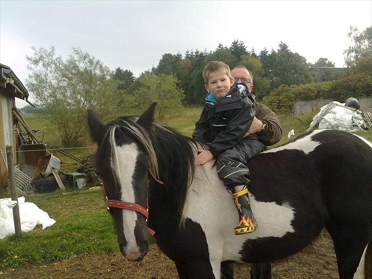 Irish Cob Haven´s Mille *SOLGT* - Vores lille Emil, er helt stolt over at må sidde lidt på Mille, tja, og hun er ligeglad. Dejlig tøsepige. billede 6