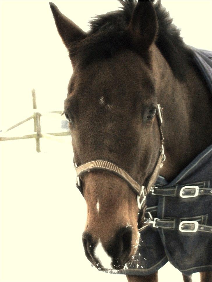 Dansk Varmblod Fiocio  - Julen 2010  billede 15