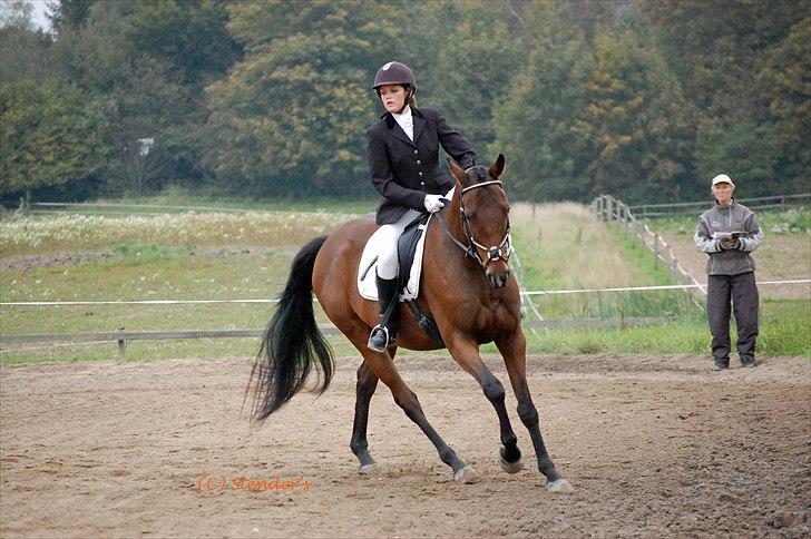 Dansk Varmblod Fiocio  - Lc2, red til 67 %  billede 16