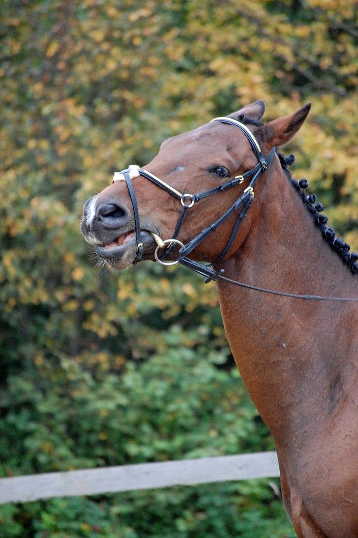 Dansk Varmblod Fiocio  - Figo gad ikk mere stævne den weekend billede 17