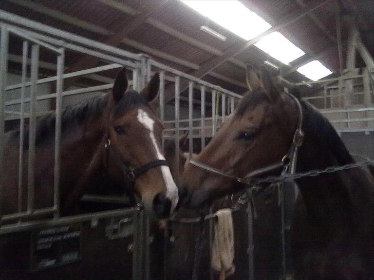 Dansk Varmblod Fiocio  - Mine 2 drenge walde og figo :) <3 billede 18