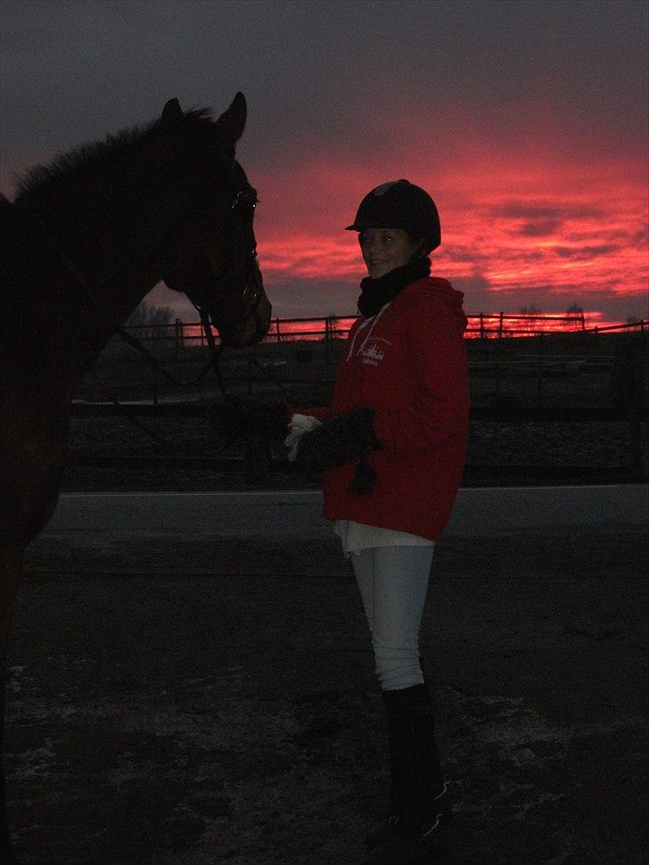 Dansk Varmblod Fiocio  - Solnedgang Januar 2011 billede 19