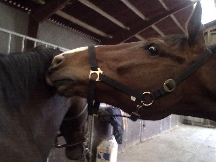 Dansk Varmblod Aagårds Walde - Legebarnet walde 10 år mod figo 4 år :) billede 8