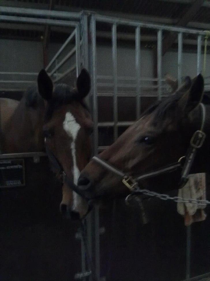 Dansk Varmblod Aagårds Walde - Savner dig walde <3 billede 9