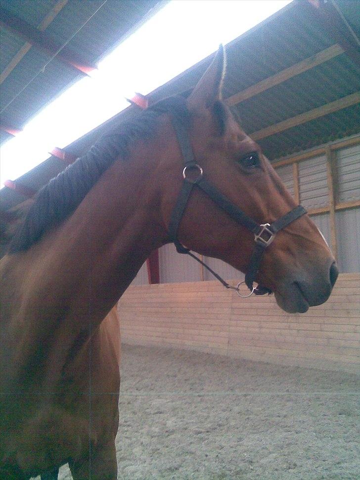 Dansk Varmblod Aagårds Walde - sommer 2009 :)  billede 11