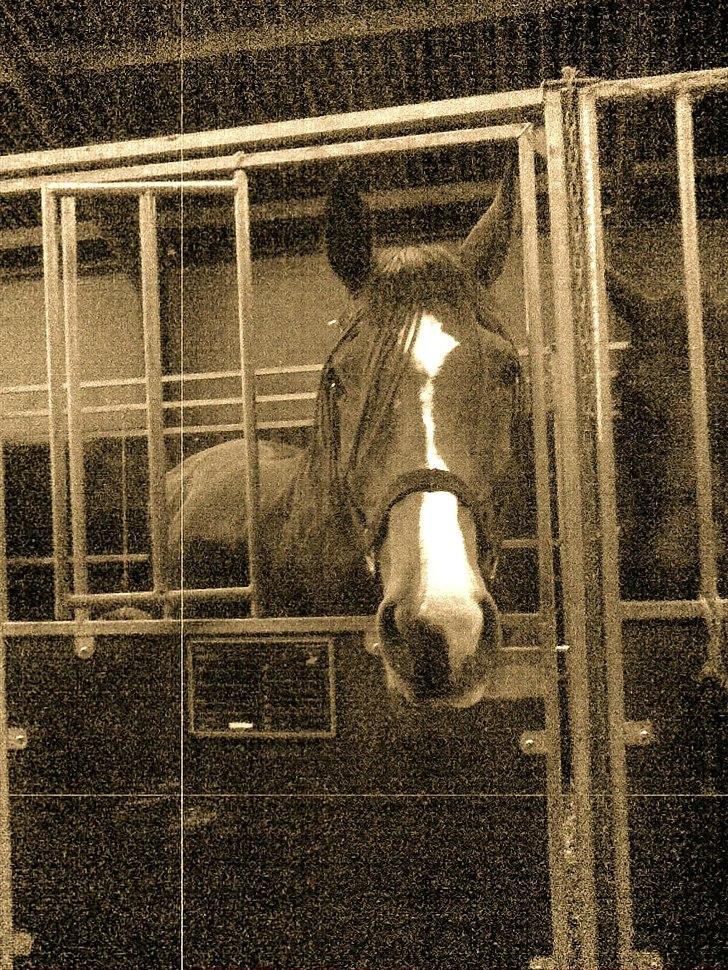 Dansk Varmblod Aagårds Walde - walde en eller anden dag :P billede 12