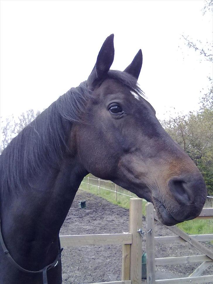 Dansk Varmblod Haifa billede 16