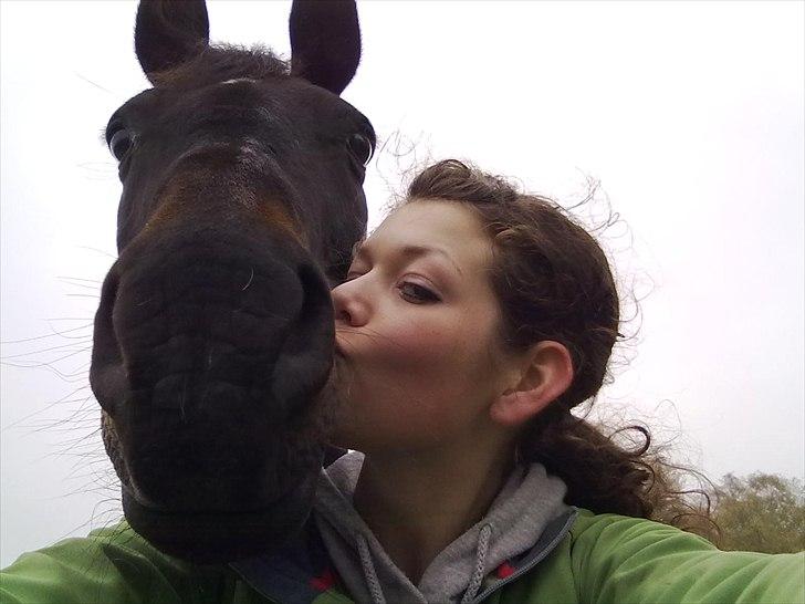 Dansk Varmblod Haifa billede 17