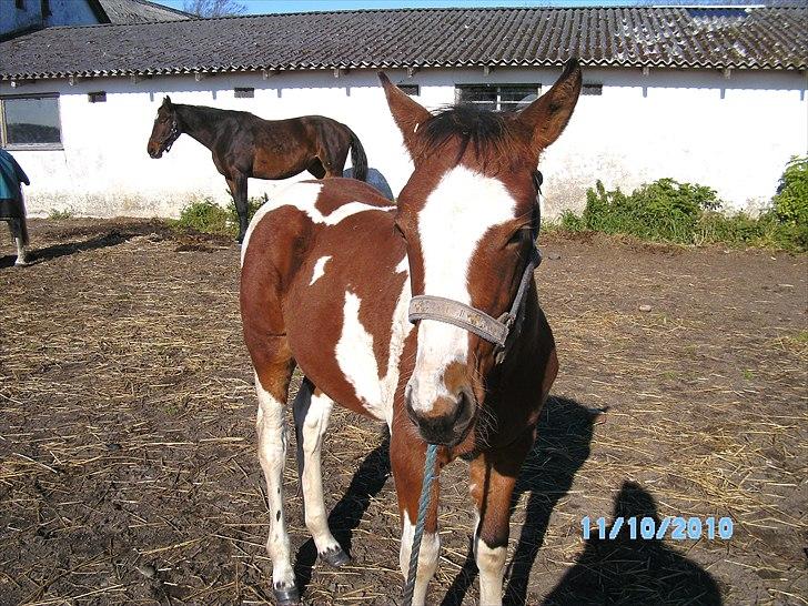 Anden særlig race Fattiggårdens WonderBoy - Så stor og fiin, ny 4 måneder gammel :P billede 9
