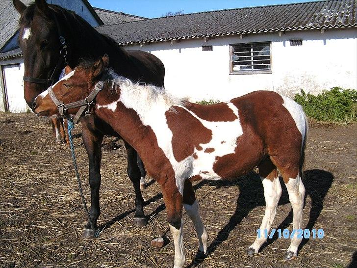 Anden særlig race Fattiggårdens WonderBoy - Min nye kæreste Stjerne <3 billede 10