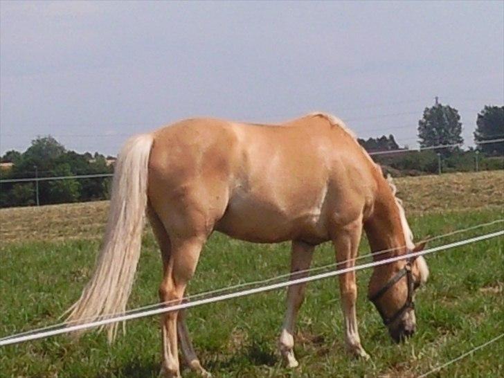 Anden særlig race Golden Dream:* (SOLGT):'( billede 10