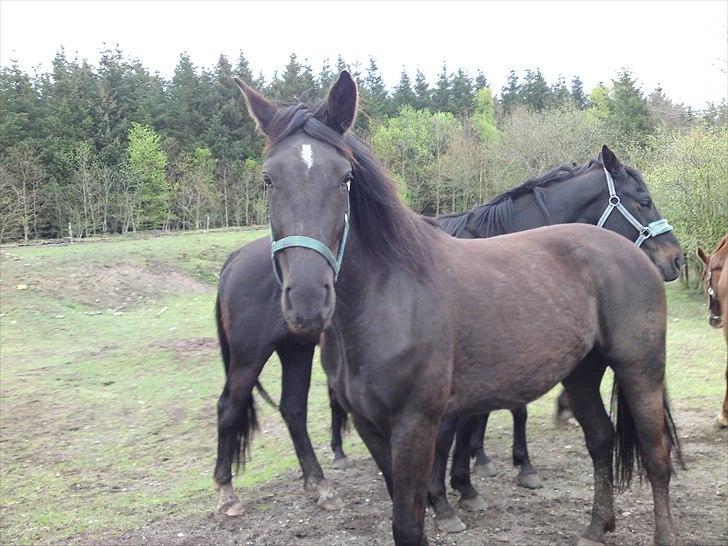 Oldenborg my fair lady (død  ) :,-( billede 14