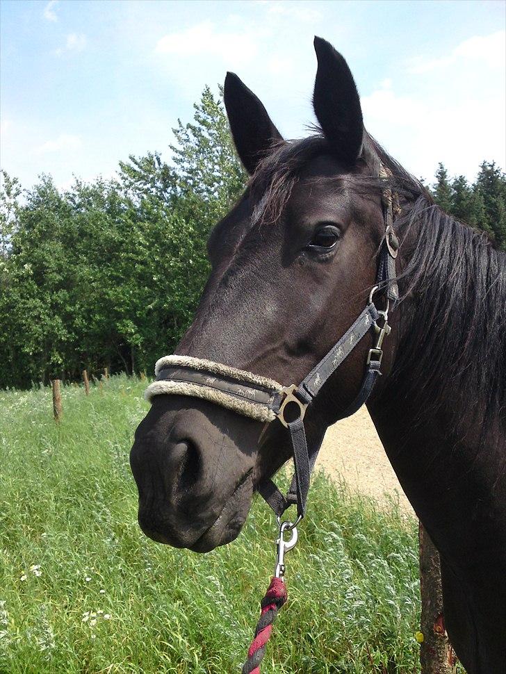 Oldenborg my fair lady (død  ) :,-( billede 15