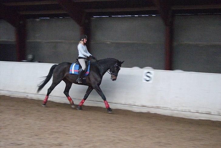 Dansk Varmblod De Noisette - 28.01.11 billede 10