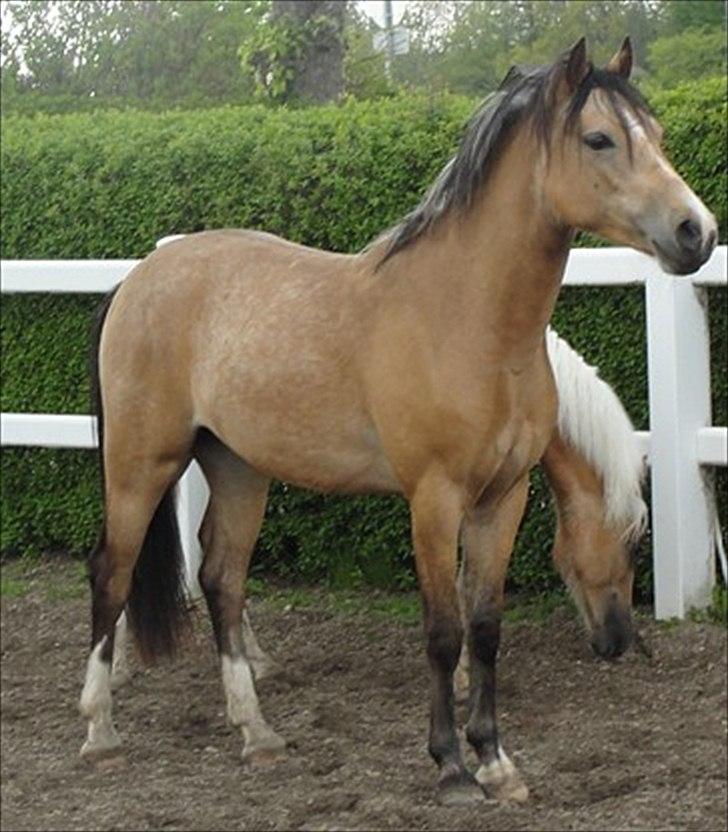 Welsh Partbred (Sec F) Tannes Bailey II blue..SOLGT billede 3