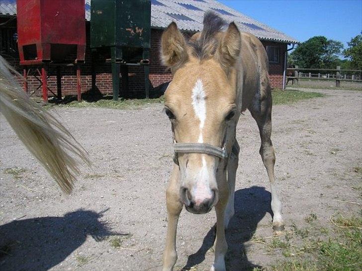 Welsh Partbred (Sec F) Tannes Bailey II blue..SOLGT - som bette baby :-) billede 6