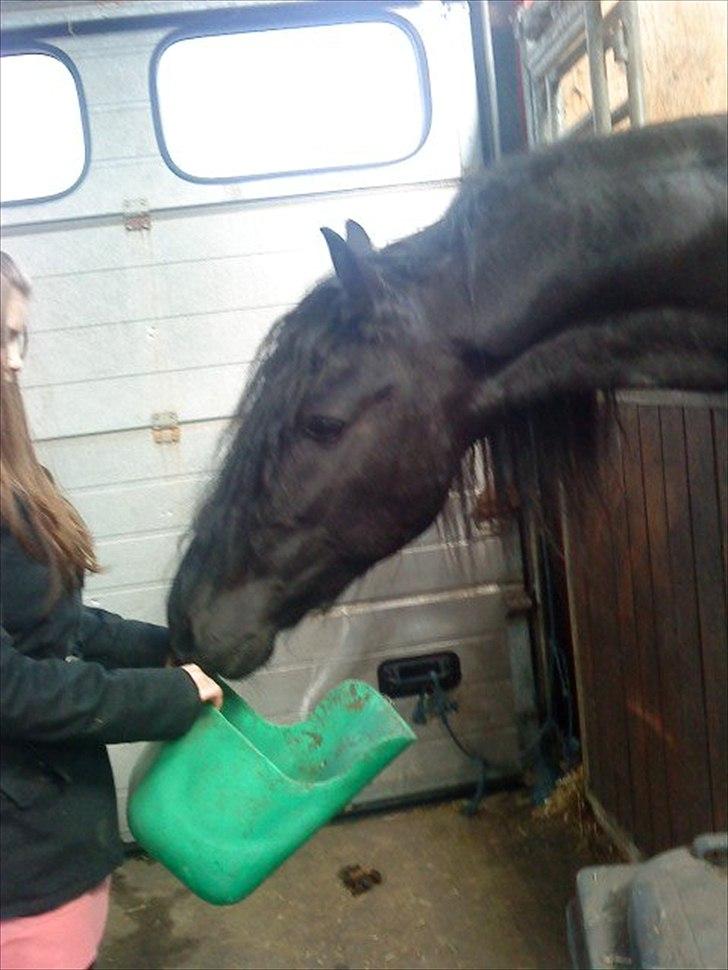 Frieser Liekele - Har du mad??:) billede 10