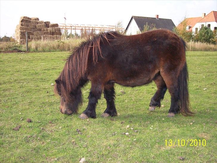 Shetlænder Tusindfryds lindsie billede 6