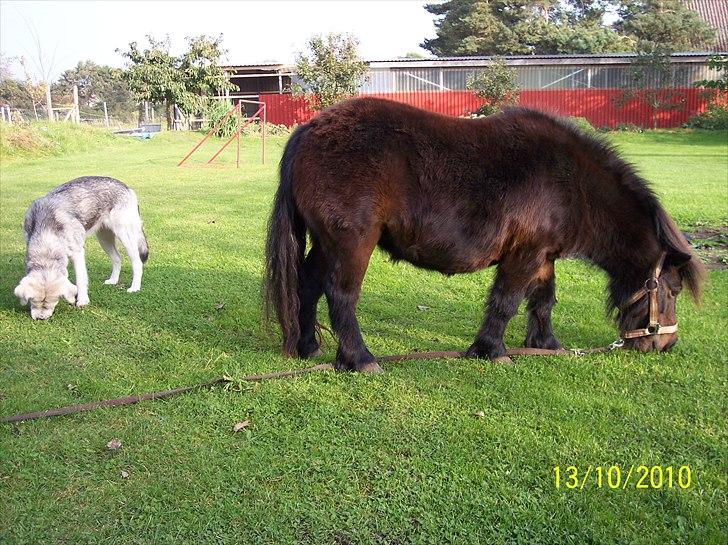 Shetlænder Tusindfryds lindsie billede 7