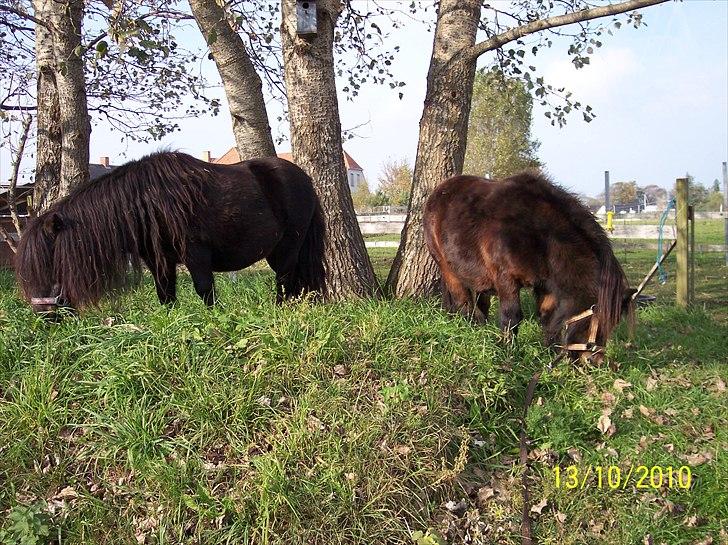 Shetlænder Tusindfryds lindsie billede 8