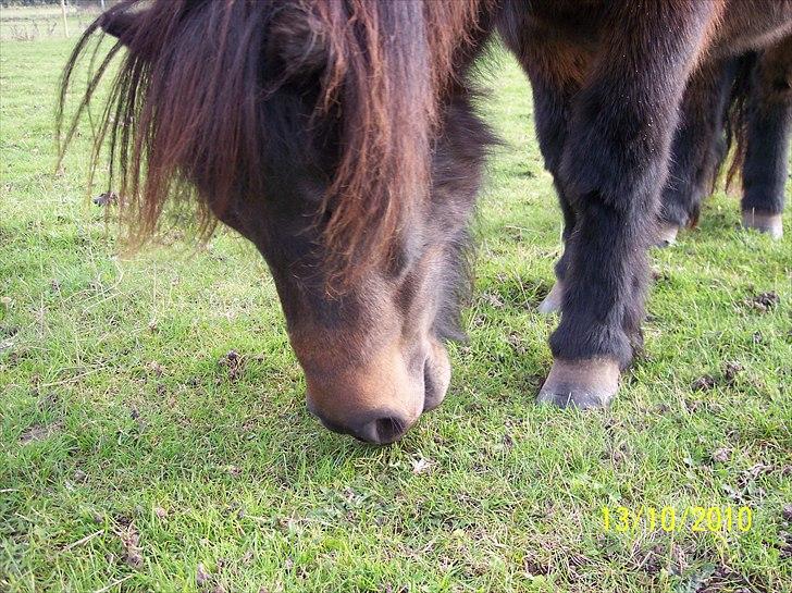 Shetlænder Tusindfryds lindsie billede 9