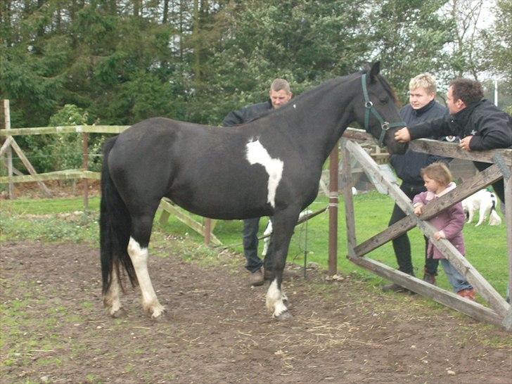 Barockpinto Corine Nymark billede 1