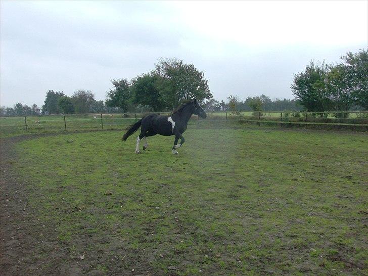 Barockpinto Corine Nymark billede 2