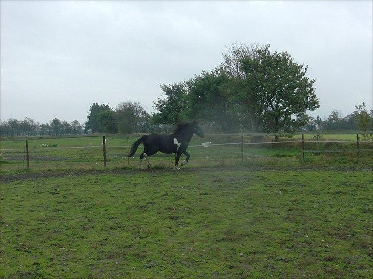 Barockpinto Corine Nymark billede 3