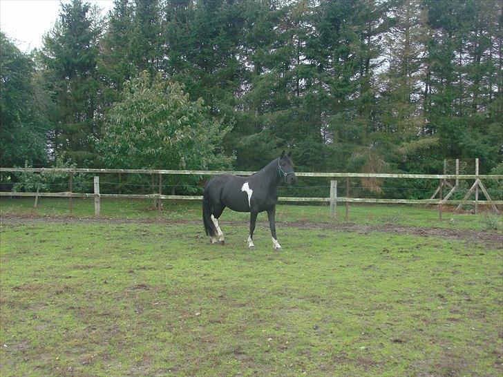 Barockpinto Corine Nymark billede 4