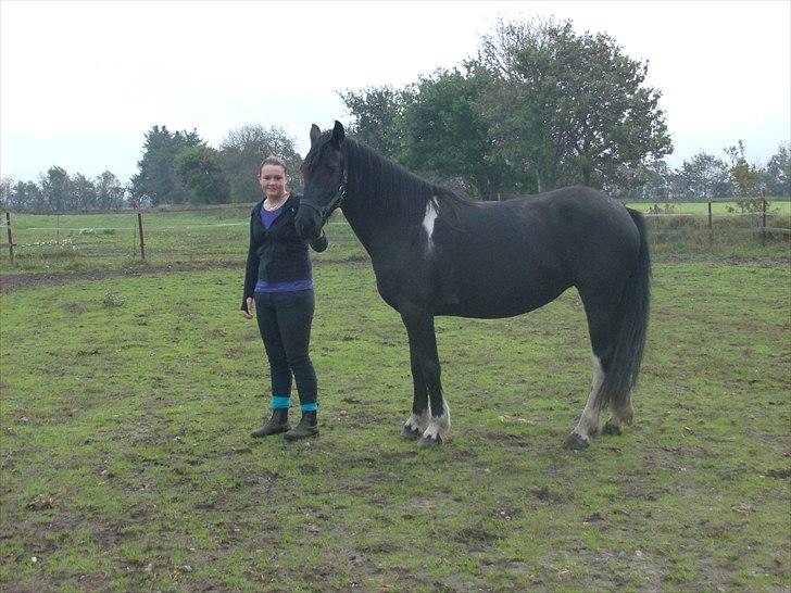 Barockpinto Corine Nymark billede 5