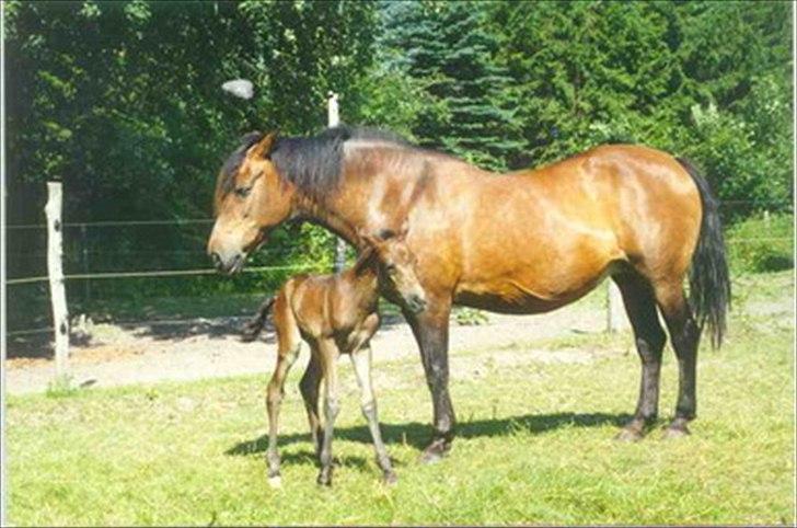 New Forest Lundemarksgaards Hera Ophelia - 14) Lille smukke Hera næsten lige kommet ud af mors (Kore) mave<3  Foto: ? billede 14