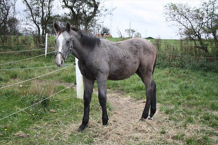 Holstener Carsandro Love - smukke billede 6