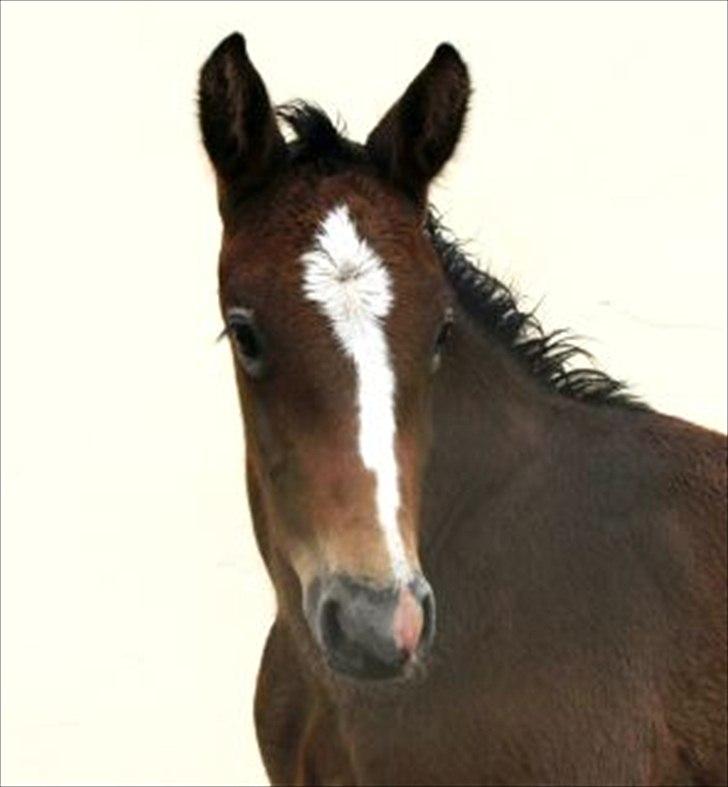 Holstener Carsandro Love - da han var bette (: billede 7