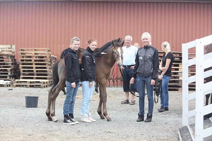Holstener Carsandro Love - følkåring med hans nye familie (: billede 9