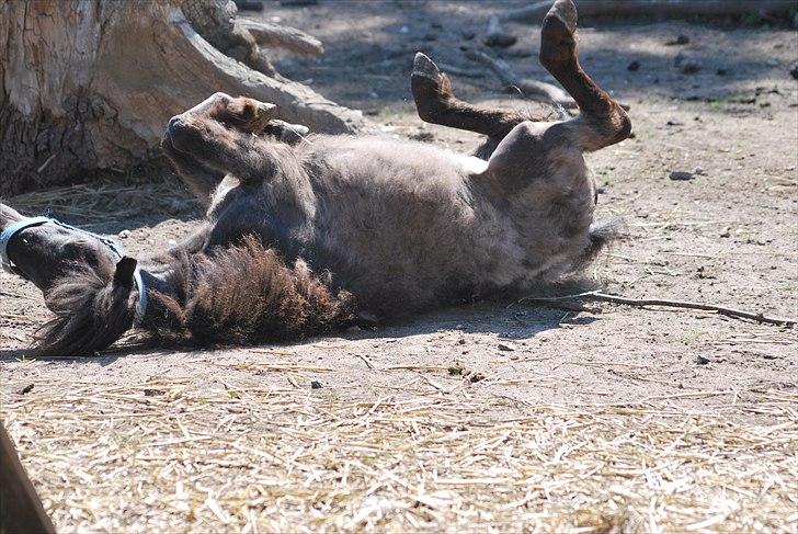 Anden særlig race Krumme(':<3  billede 11