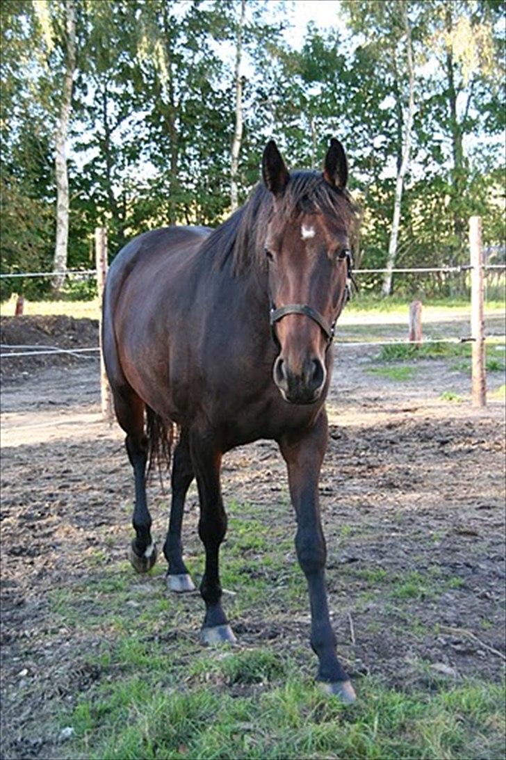 Holstener Waikiki - Min dejlige Kiki :) billede 1