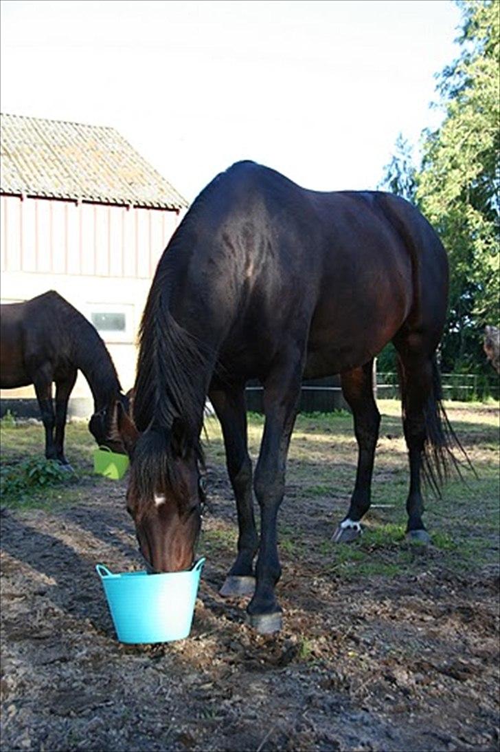 Holstener Waikiki - Aftensmad :) billede 2